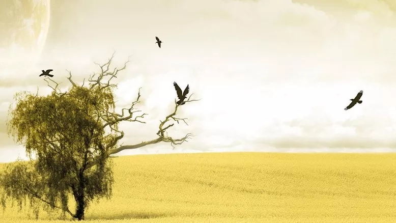 С���´����������